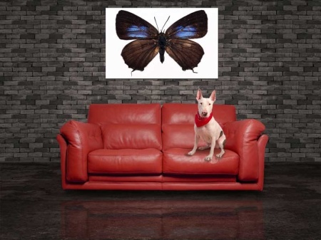 Tablou Canvas Fluturas