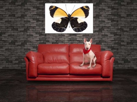 Tablou Canvas Fluturas