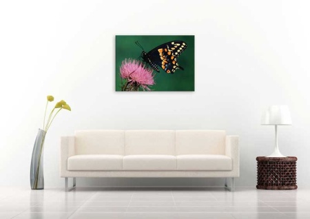 Tablou Canvas Fluture
