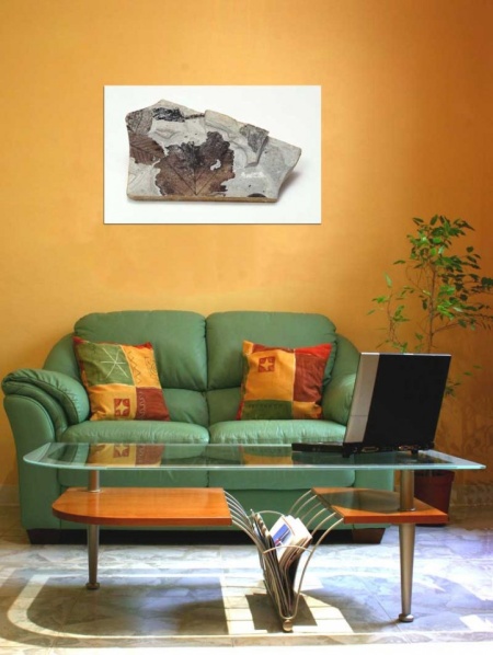 Tablou Canvas Fosila