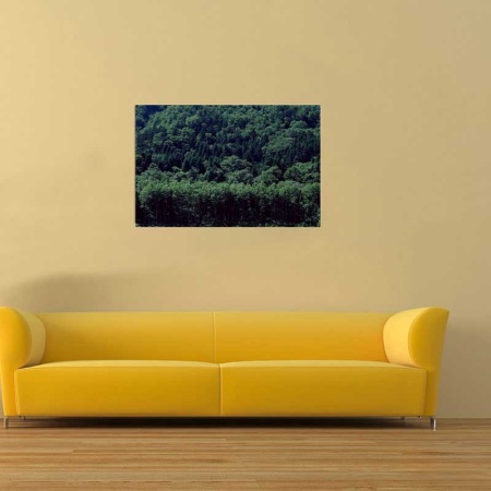 Tablou Canvas Padure