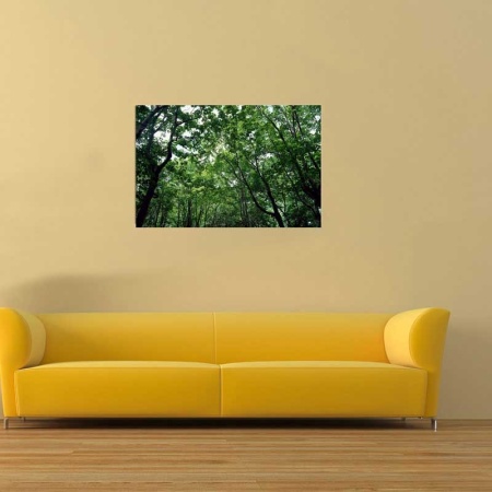 Tablou Canvas Padure