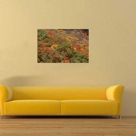 Tablou Canvas Padure