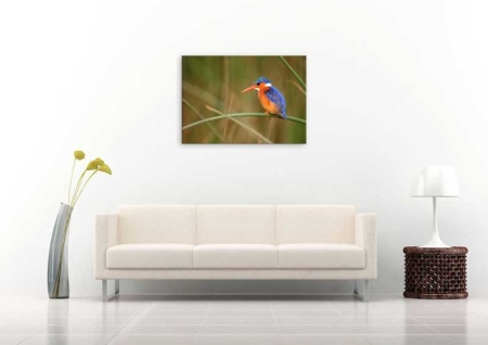 Tablou Canvas Pasare