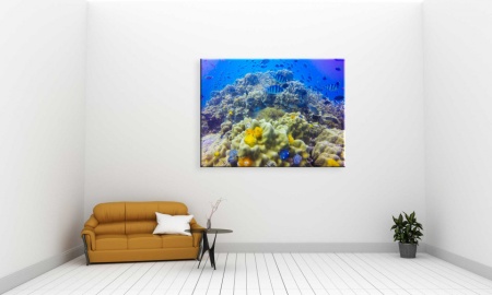 Tablou Canvas ri underwater - lumea acvatica