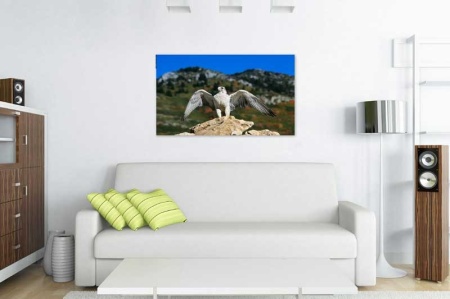 Tablou Canvas Soim