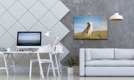 Tablou Canvas animale caine pe campie