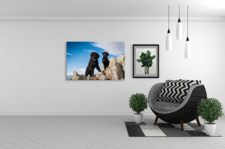 Tablou Canvas animale doi caini in munti