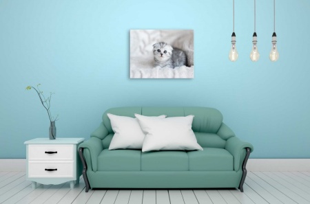 Tablou Canvas animale motanelul cu ochi albastri