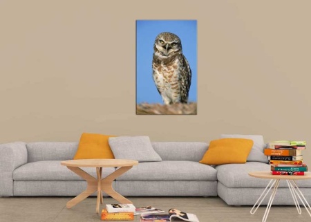 Tablou Canvas Bufnita