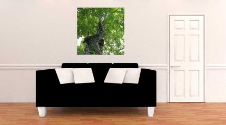 Tablou Canvas Copaci primavara