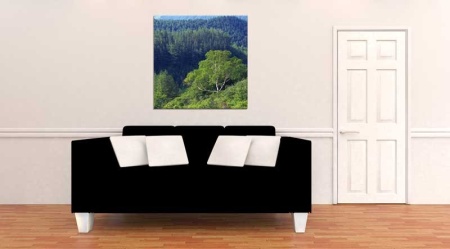 Tablou Canvas Copac