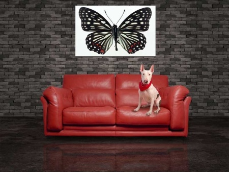 Tablou Canvas Fluturas