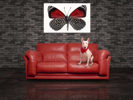 Tablou Canvas Fluturas
