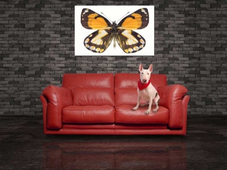 Tablou Canvas Fluturas