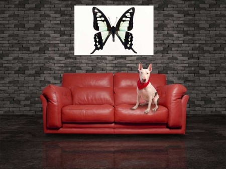 Tablou Canvas Fluturas