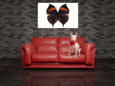 Tablou Canvas Fluturas
