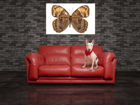 Tablou Canvas Fluturas