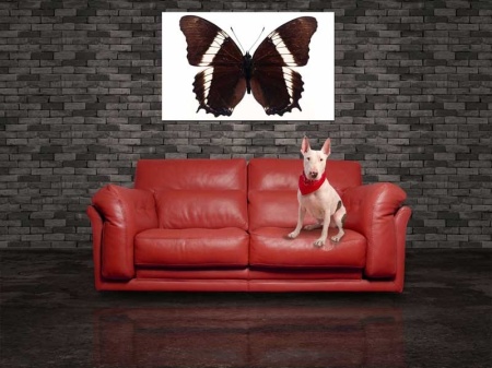 Tablou Canvas Fluturas