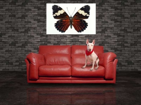 Tablou Canvas Fluturas