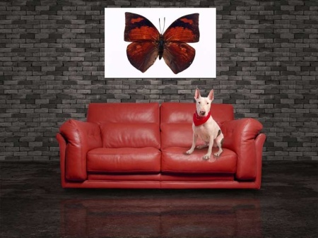 Tablou Canvas Fluturas
