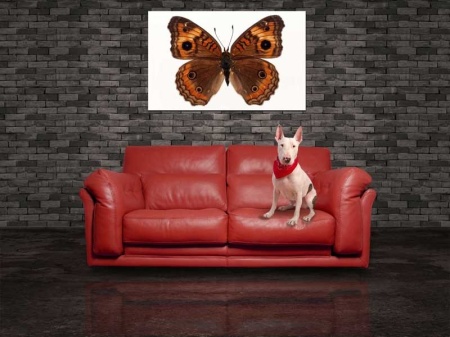 Tablou Canvas Fluturas