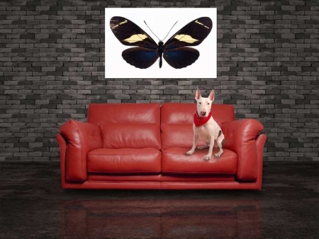 Tablou Canvas Fluturas