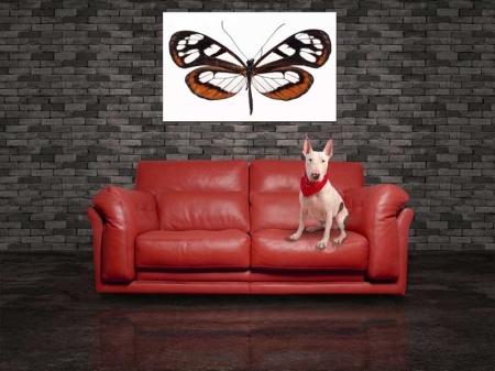 Tablou Canvas Fluturas