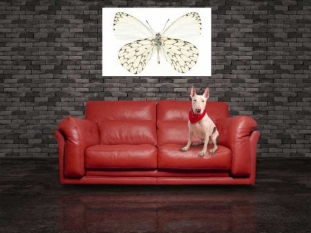 Tablou Canvas Fluturas