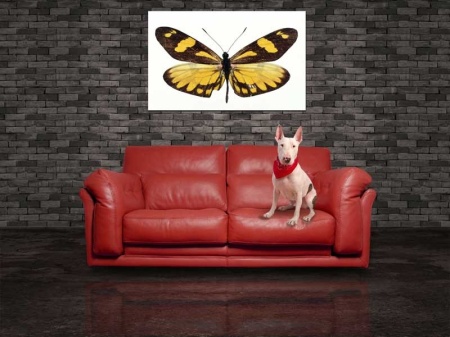 Tablou Canvas Fluturas