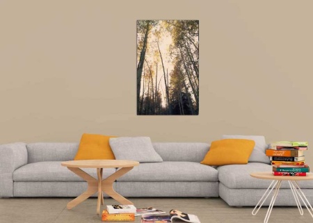Tablou Canvas Padure