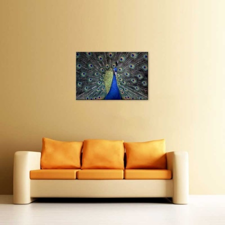 Tablou Canvas Paun