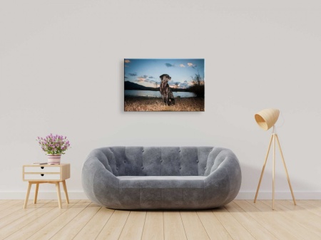 Tablou Canvas animale caine in asfintit