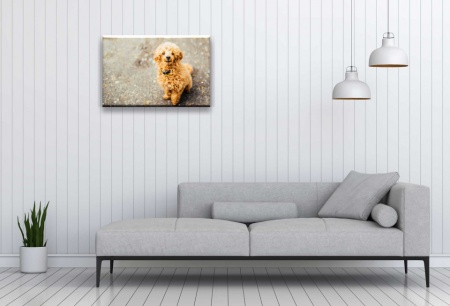 Tablou Canvas animale catelus cu parul cret