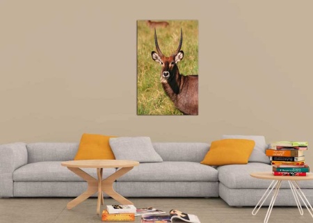 Tablou Canvas Antilopa