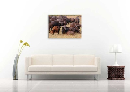 Tablou Canvas Bizoni