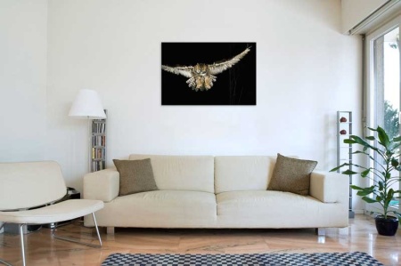 Tablou Canvas Bufnita