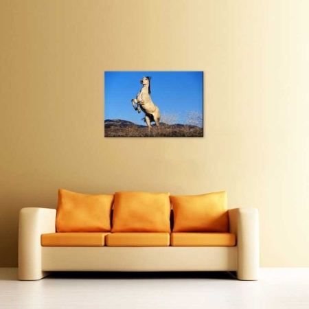 Tablou Canvas Cal Alb