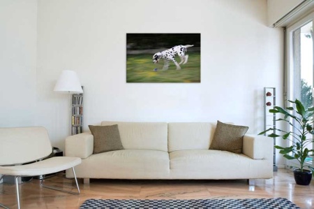 Tablou Canvas Dalmatian