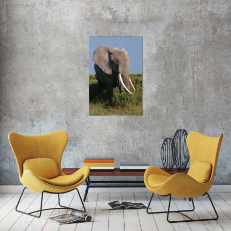 Tablou Canvas Elefant