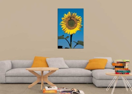 Tablou Canvas Floarea-Soarelu