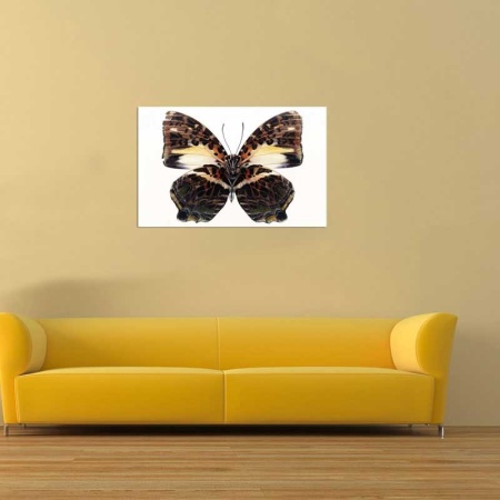 Tablou Canvas Fluturas