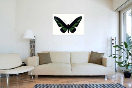 Tablou Canvas Fluturas