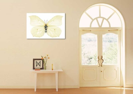 Tablou Canvas Fluturas