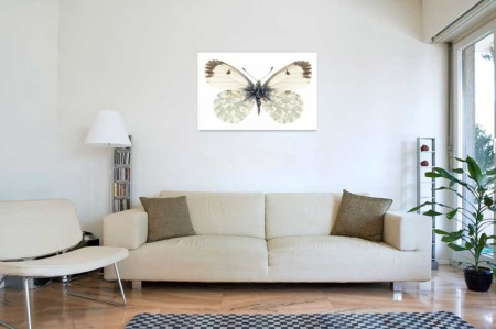 Tablou Canvas Fluturas