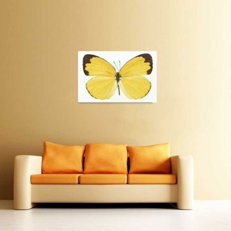 Tablou Canvas Fluturas