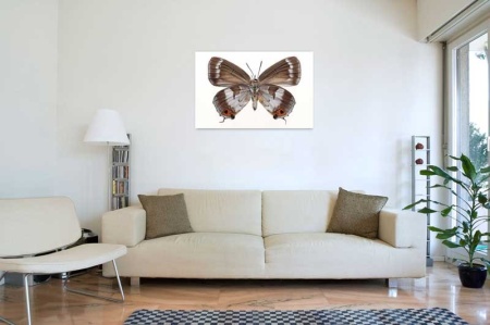 Tablou Canvas Fluturas