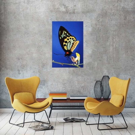 Tablou Canvas Fluture