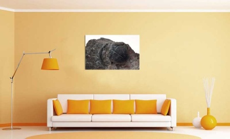 Tablou Canvas Fosila