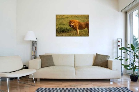 Tablou Canvas Leu Furios